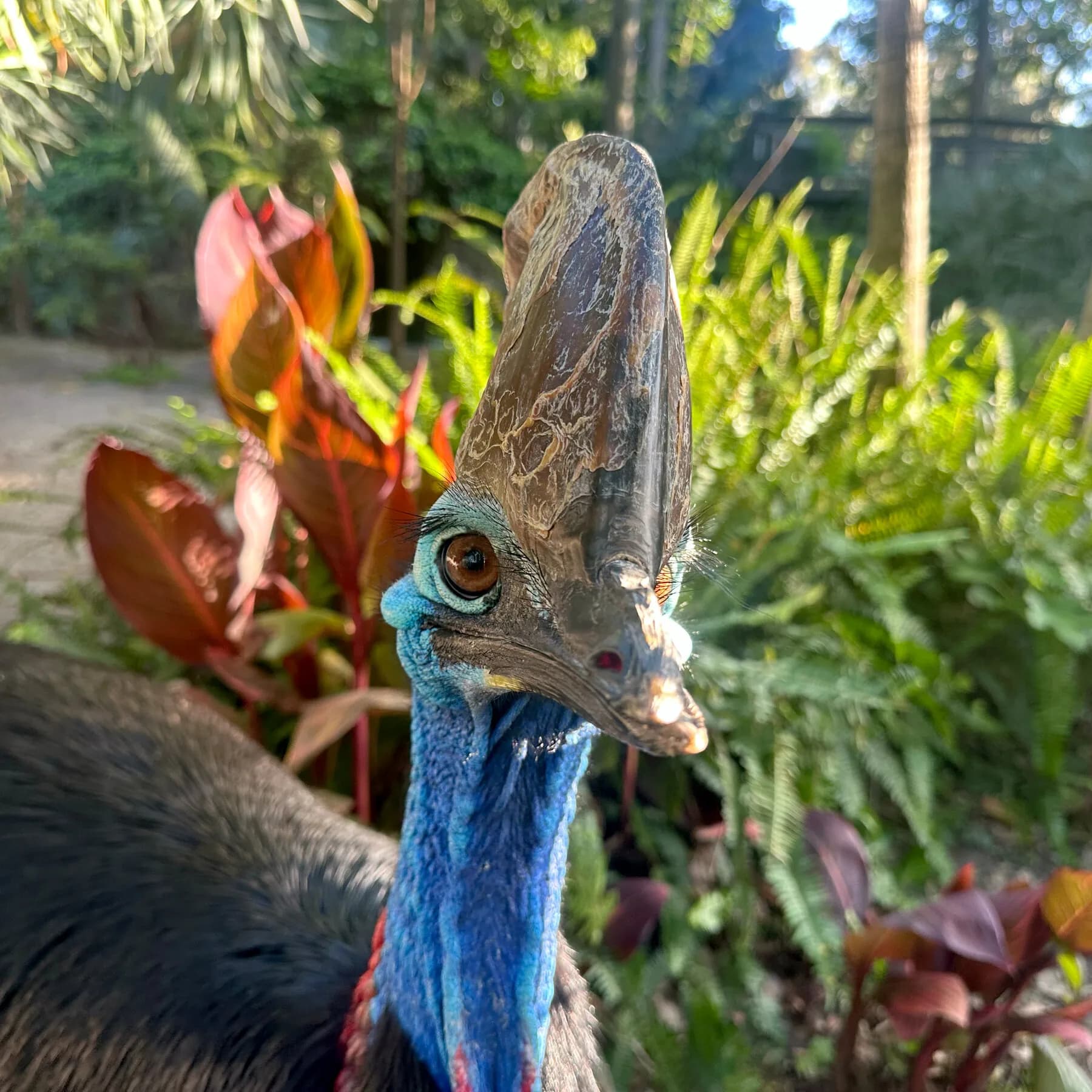 Australian Zoo Plays Matchmaker for Giant Birds, and Big Green Eggs Are Proof
