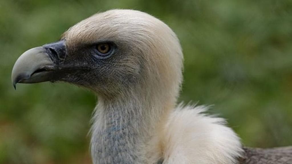 Vultures are disappearing in Nigeria - but the 'Vulture King' is fighting to reverse the trend