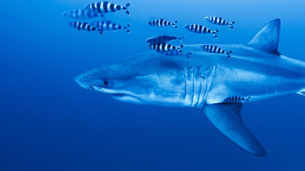 Rare footage captured of Great White shark in Mediterranean Sea