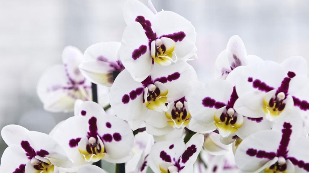 Inside the secretive and lucrative world of orchid breeding