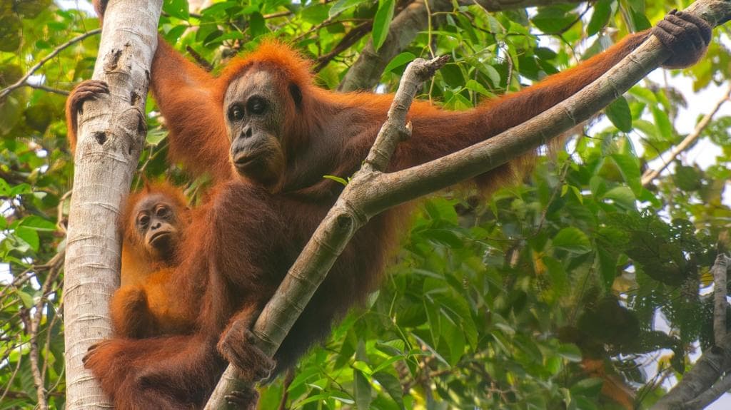 Four days of extreme rain killed 7% of world's rarest orangutans, study says