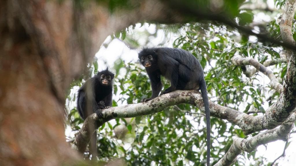 New monkey species with orange lips found 'hiding' in DRC forest