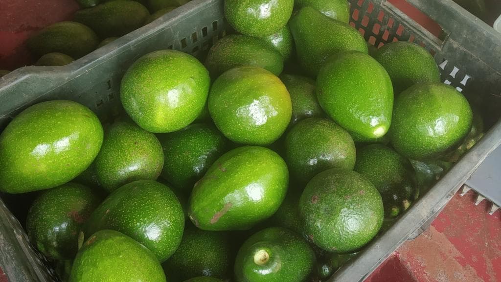 From 'dog fruit' to darling: India's avocado boom