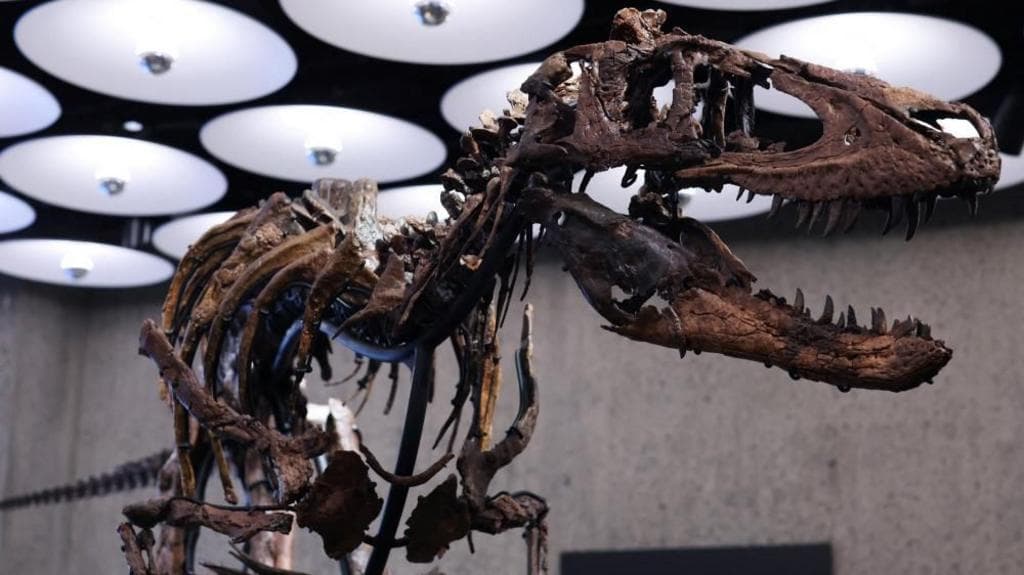 Nanotyrannus skeleton auctioned for $47.3m in New York