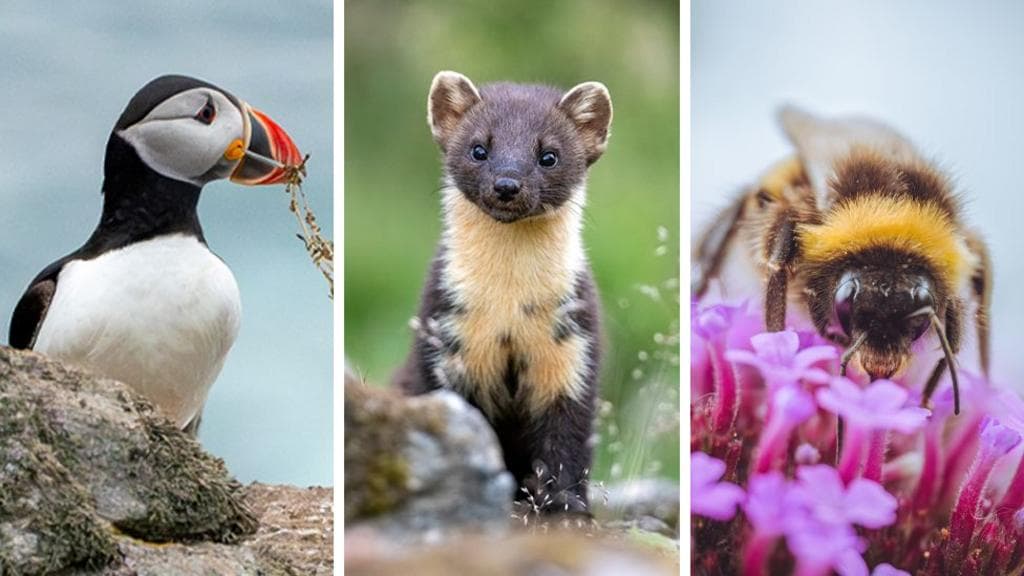 The 18 creatures in the running to be on the new banknotes