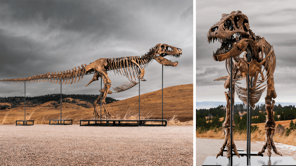 Tyrannosaurus rex most expensive dinosaur ever sold