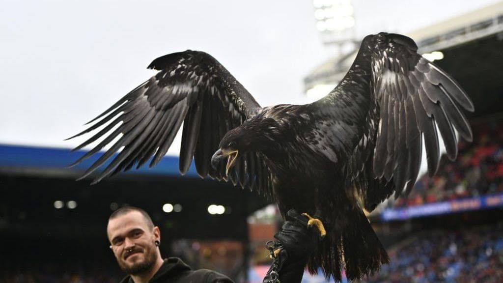 Crystal Palace urged to retire bald eagle mascot
