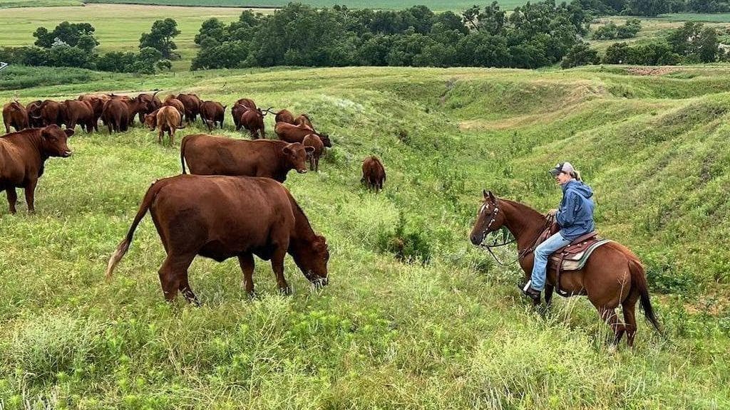 American ranchers wrestle with soaring costs - and their loyalty to Trump