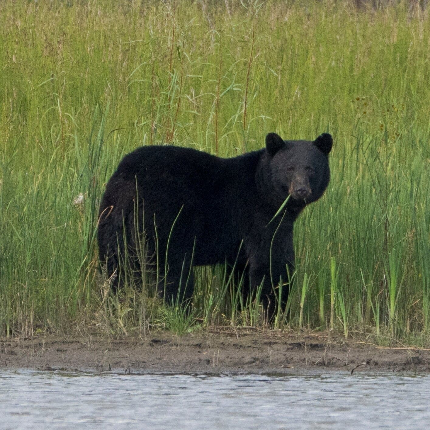 Black Bear Fatally Mauls Uranium Contractor in Northern Canada