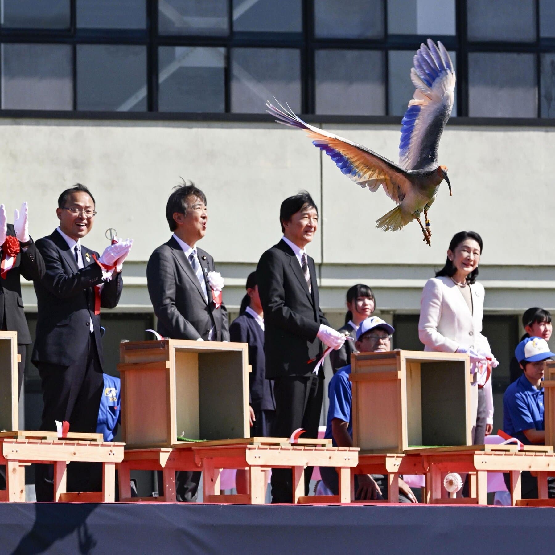 Crested Ibises Get the Royal Treatment in Japan as They Fly Again