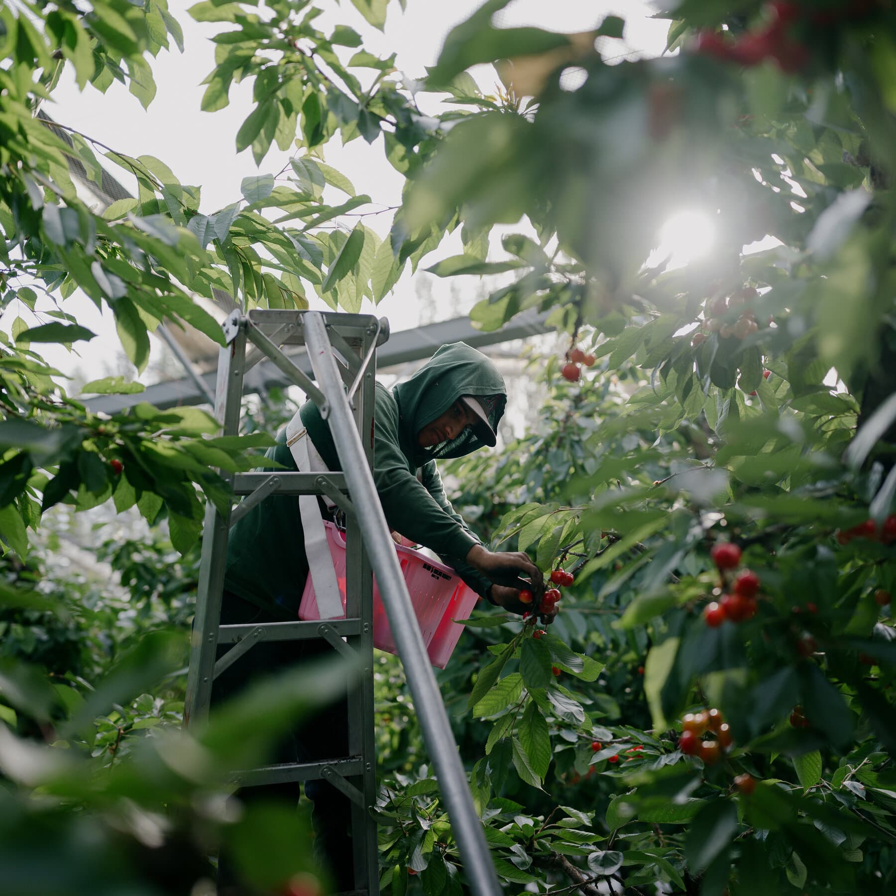 American Farms Rely More Than Ever on the Troubled H-2A Visa Program