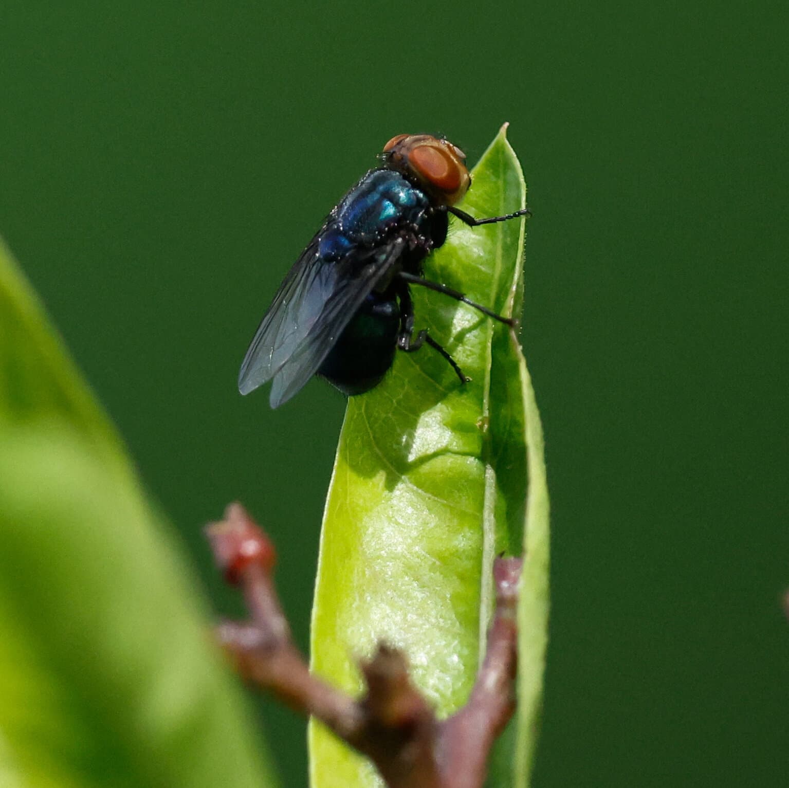 The New World Screwworm Is Back. Here’s What That Means.