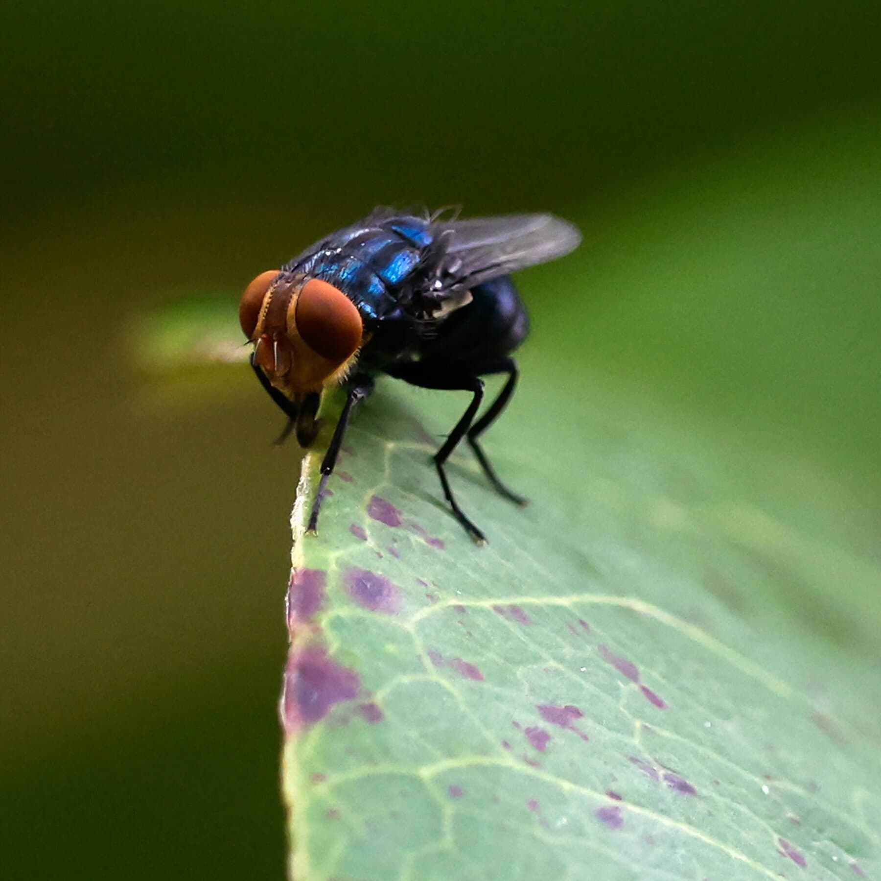 As Screwworm Cases Mount, U.S. Officials Ramp Up Response
