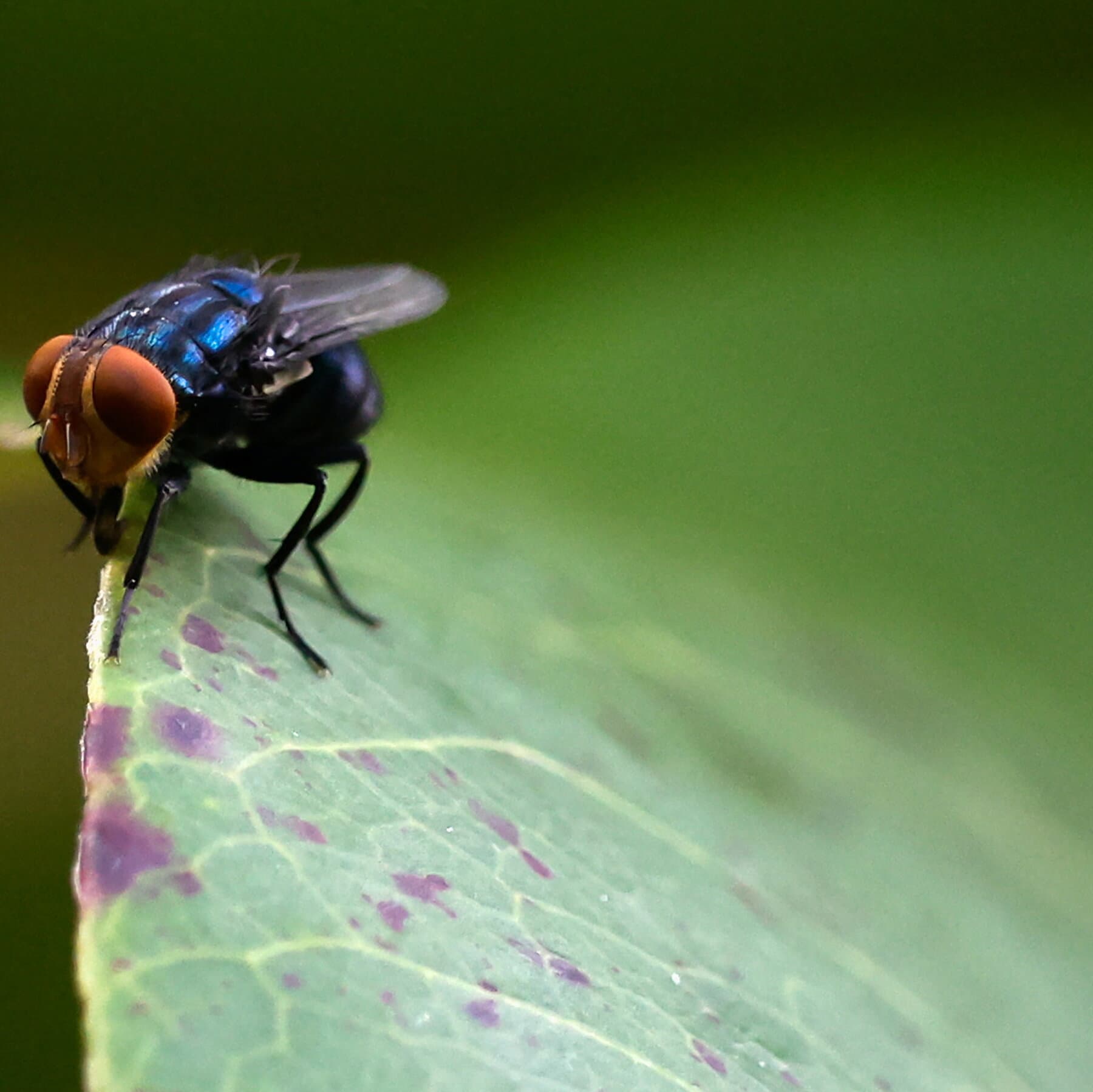 As Screwworm Cases Mount, U.S. Officials Ramp Up Response