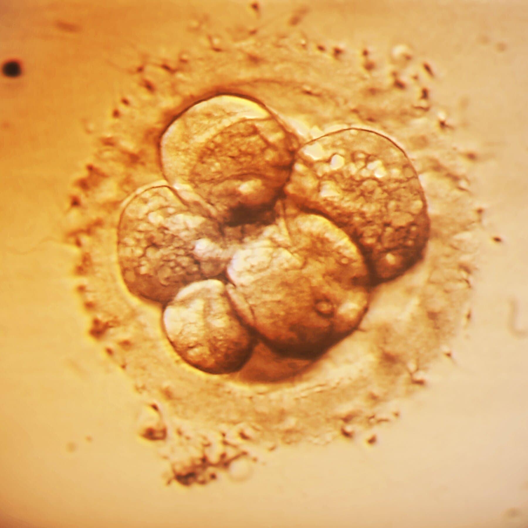 A Newer Approach to Editing Embryos Ignites Debate