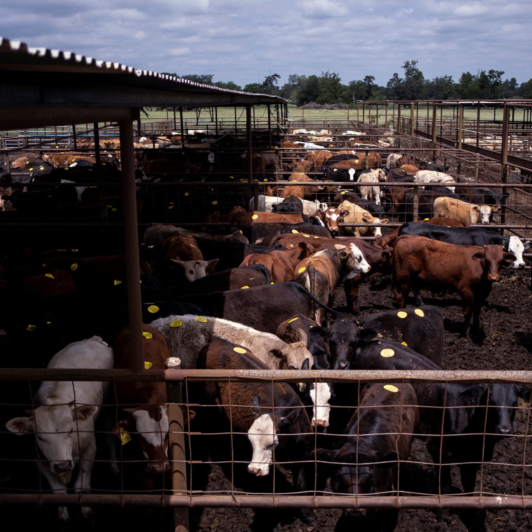 China Restores Beef Trade With U.S. as Goodwill Gesture for Trump Visit