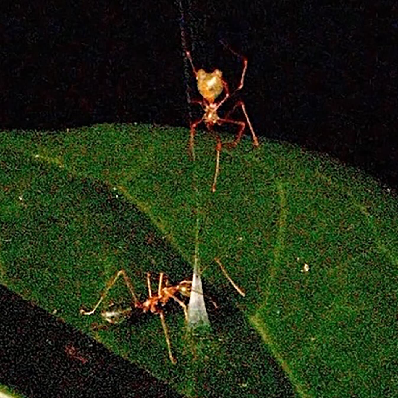 This Trap Wants Ants to Take a Bite
