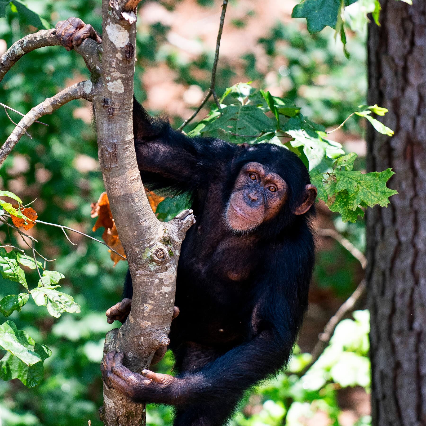 Tickled Apes Reveal the Rhythmic Roots of Laughter