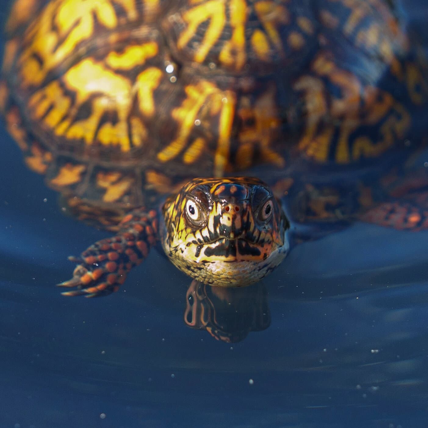 Turtles Are Really Weird Animals. Where Did They Come From?