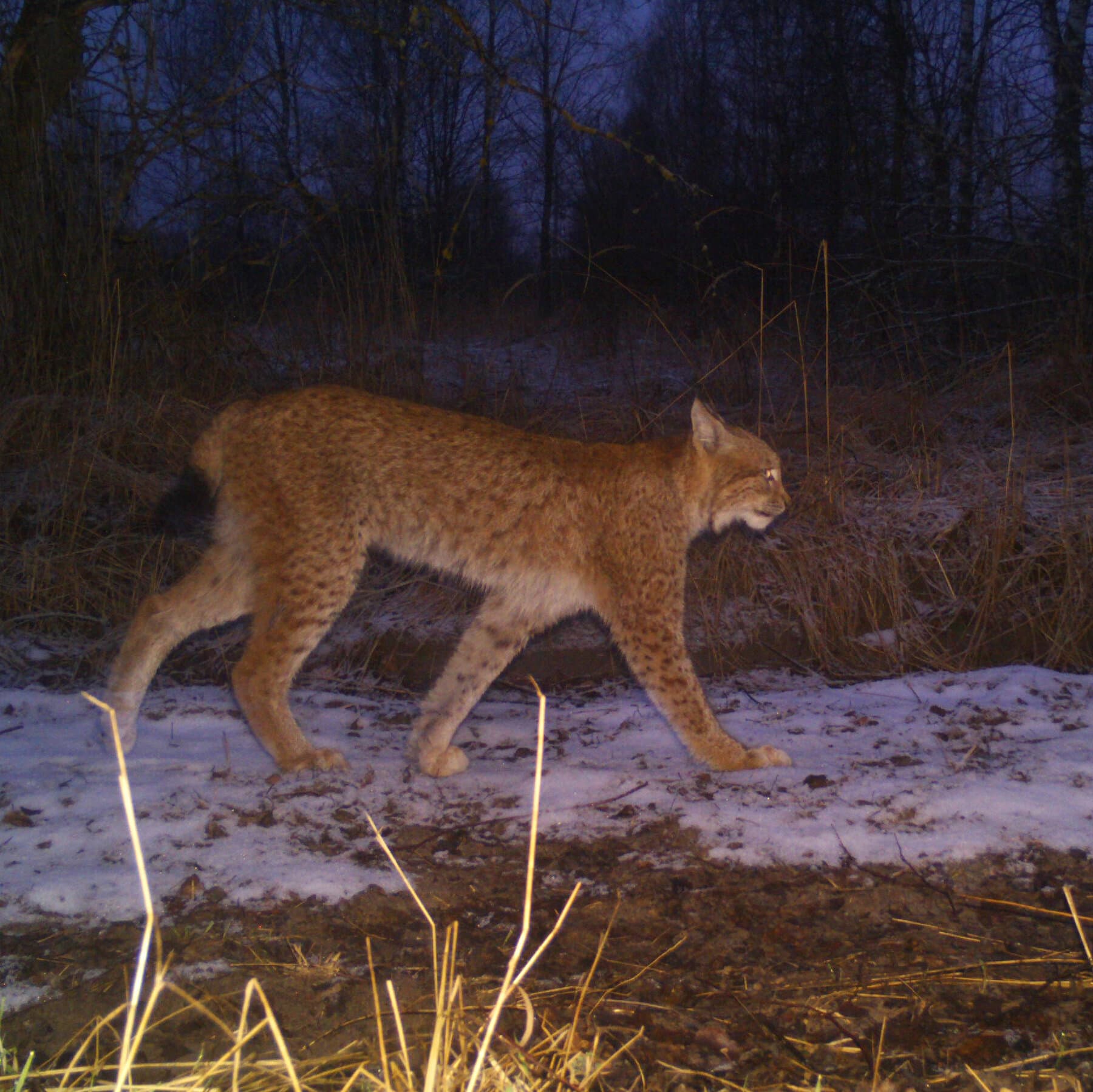 Chernobyl’s Wildlife Cameras Reveal How War Affects Wild Animals