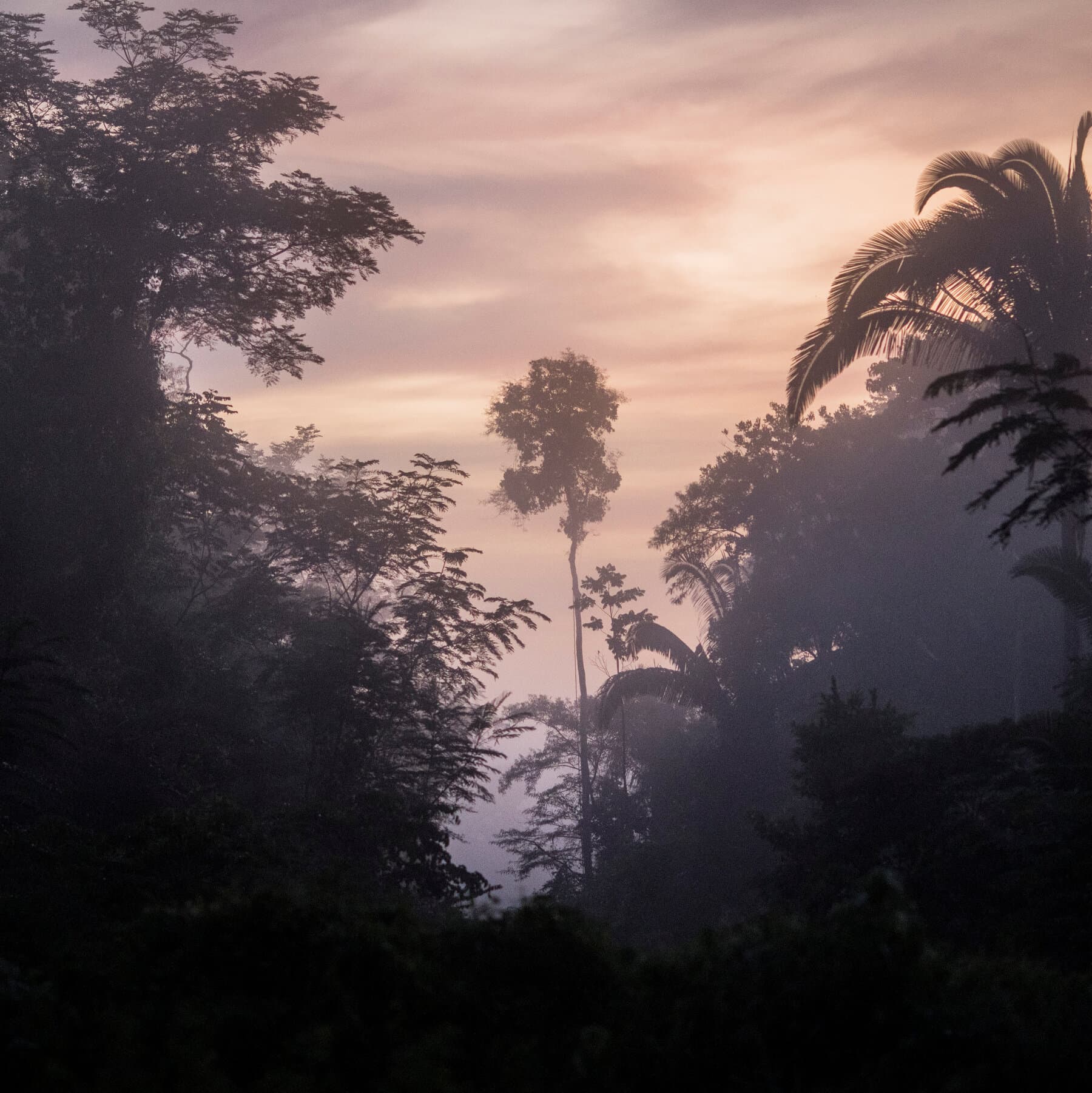 Global Warming Could Ravage the Amazon’s Useful Plant Species, Study Finds