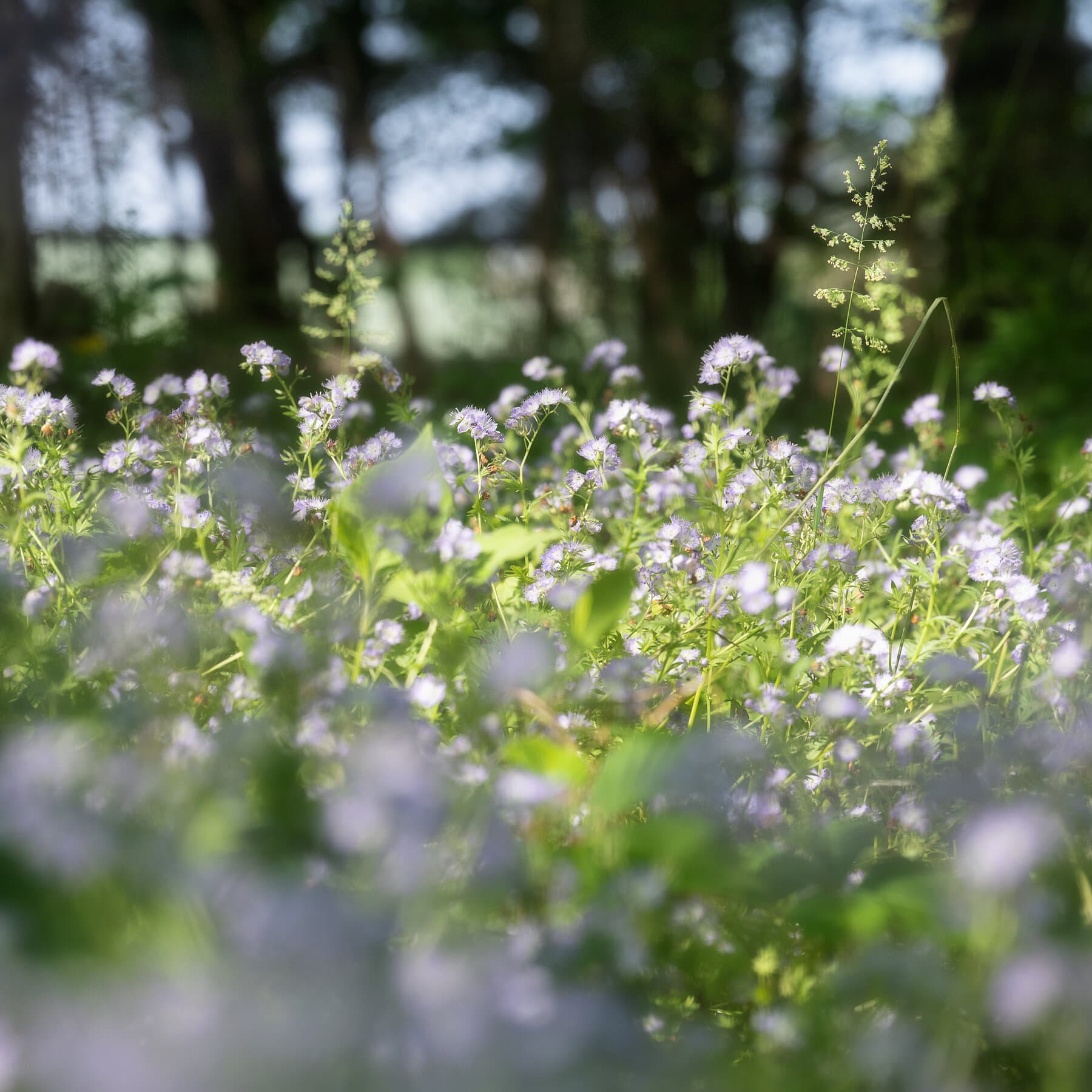 I Wanted an Ecologically Responsible Garden. It Was Harder Than I Thought.