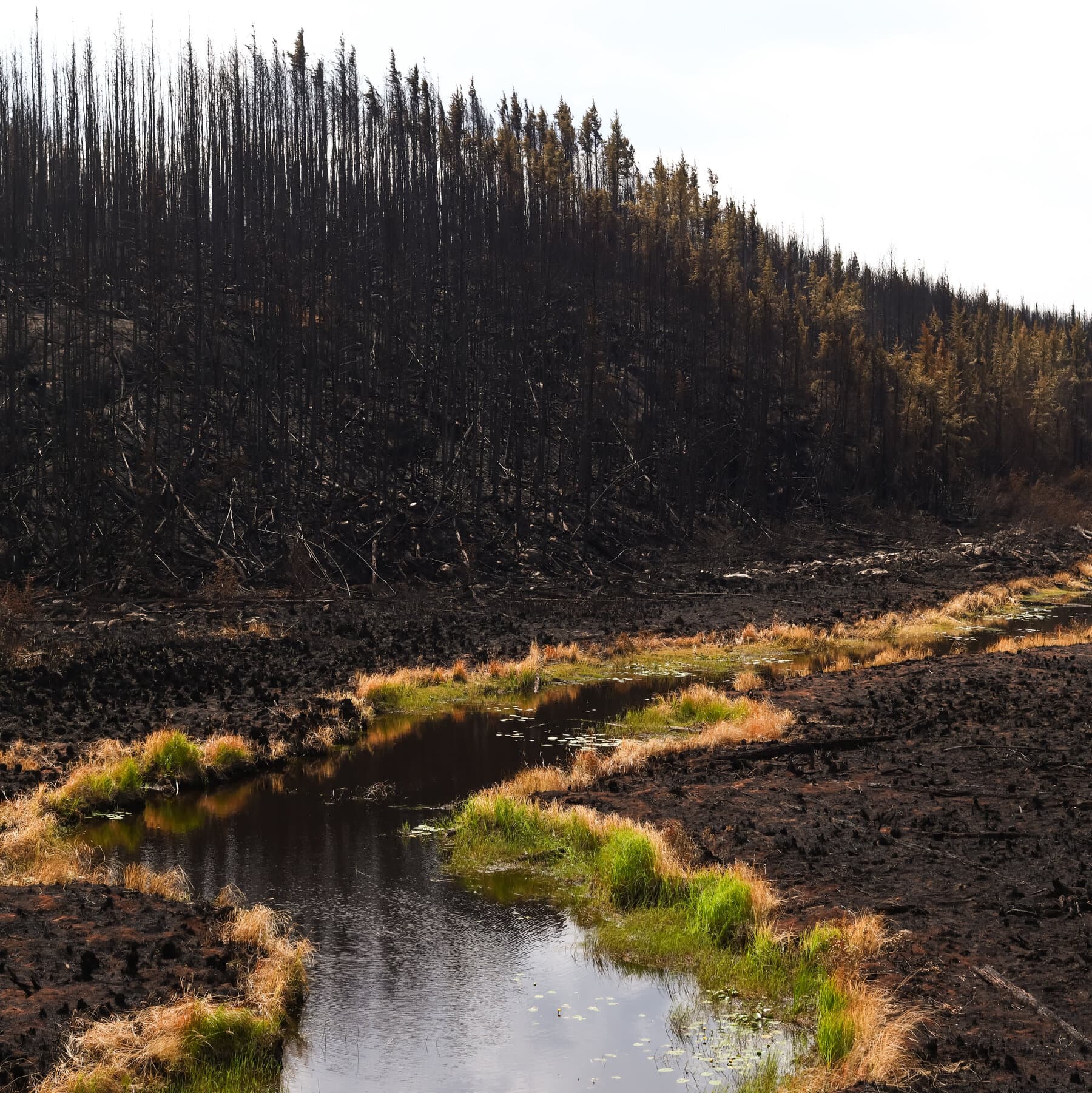‘Help Never Came.’ Canadian Wildfire Evacuees Want to Know Why.