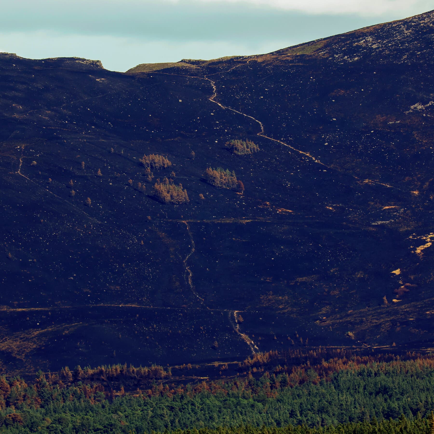 As Wildfires Plague Europe, Scotland Races to Save a Cherished National Park