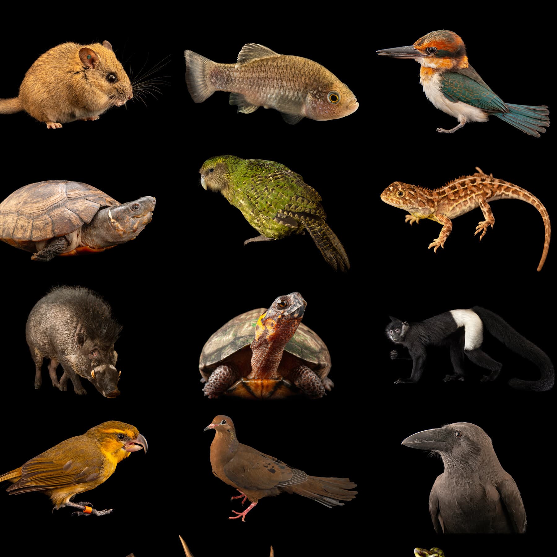 Phoenix Species Project Announces Funds for Imperiled Wildlife