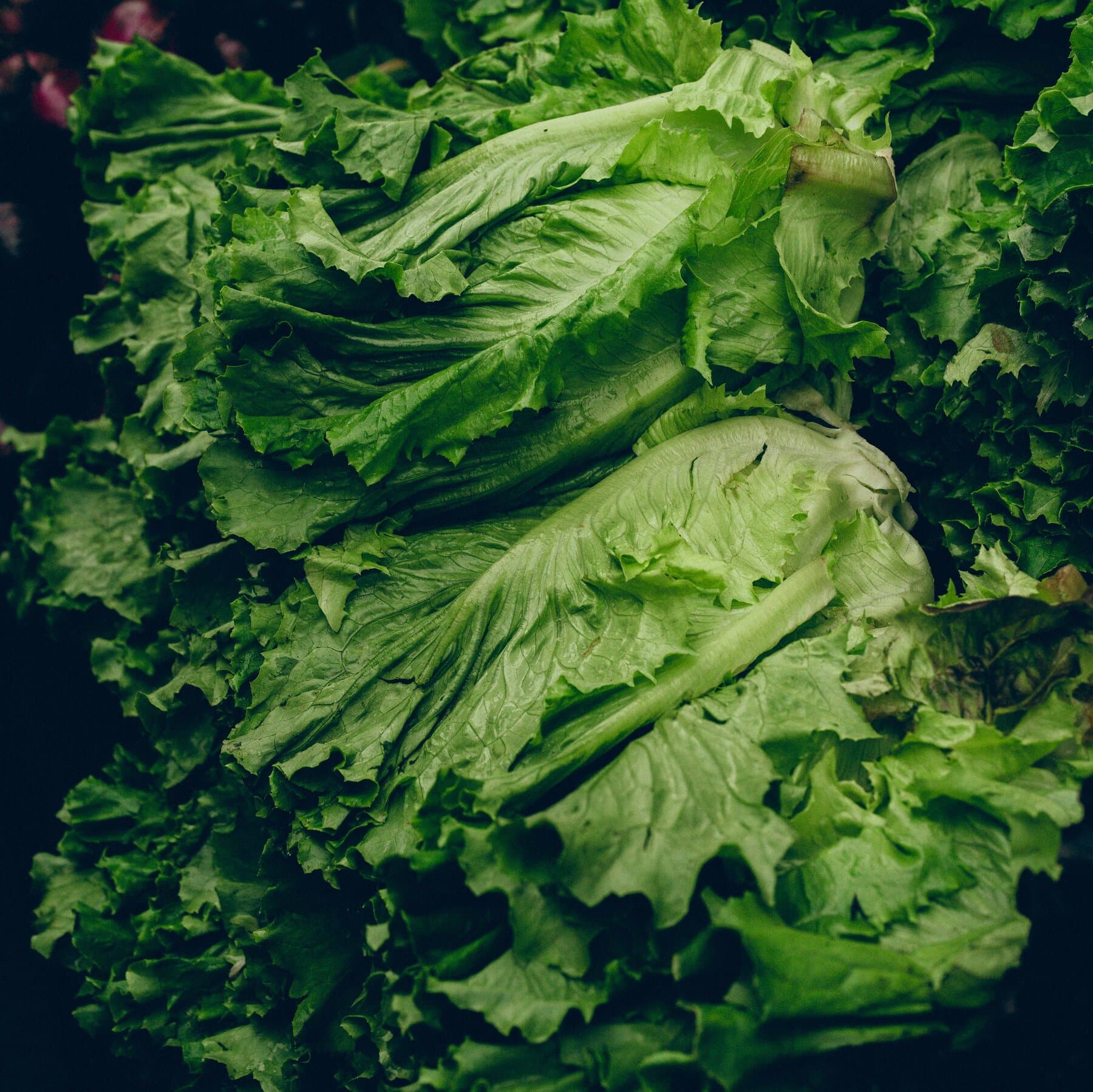 Amid Cyclospora Outbreak, Demand for Locally Grown Lettuce Surges