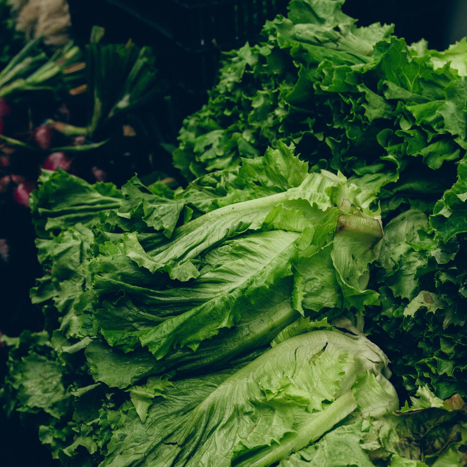Amid Cyclospora Outbreak, Demand for Locally Grown Lettuce Surges