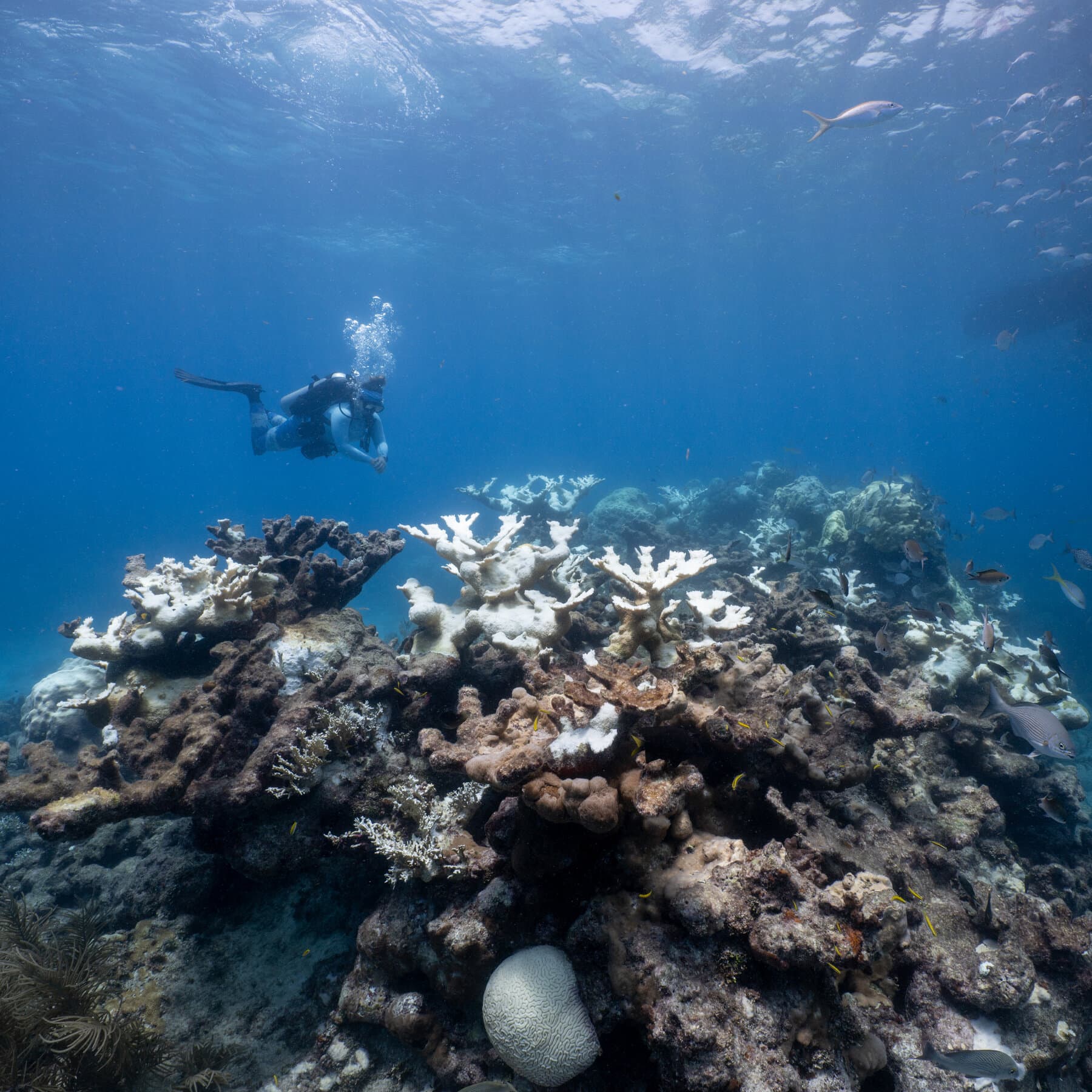 Coral Reefs Are Running Out of Time to Recover, Research Finds