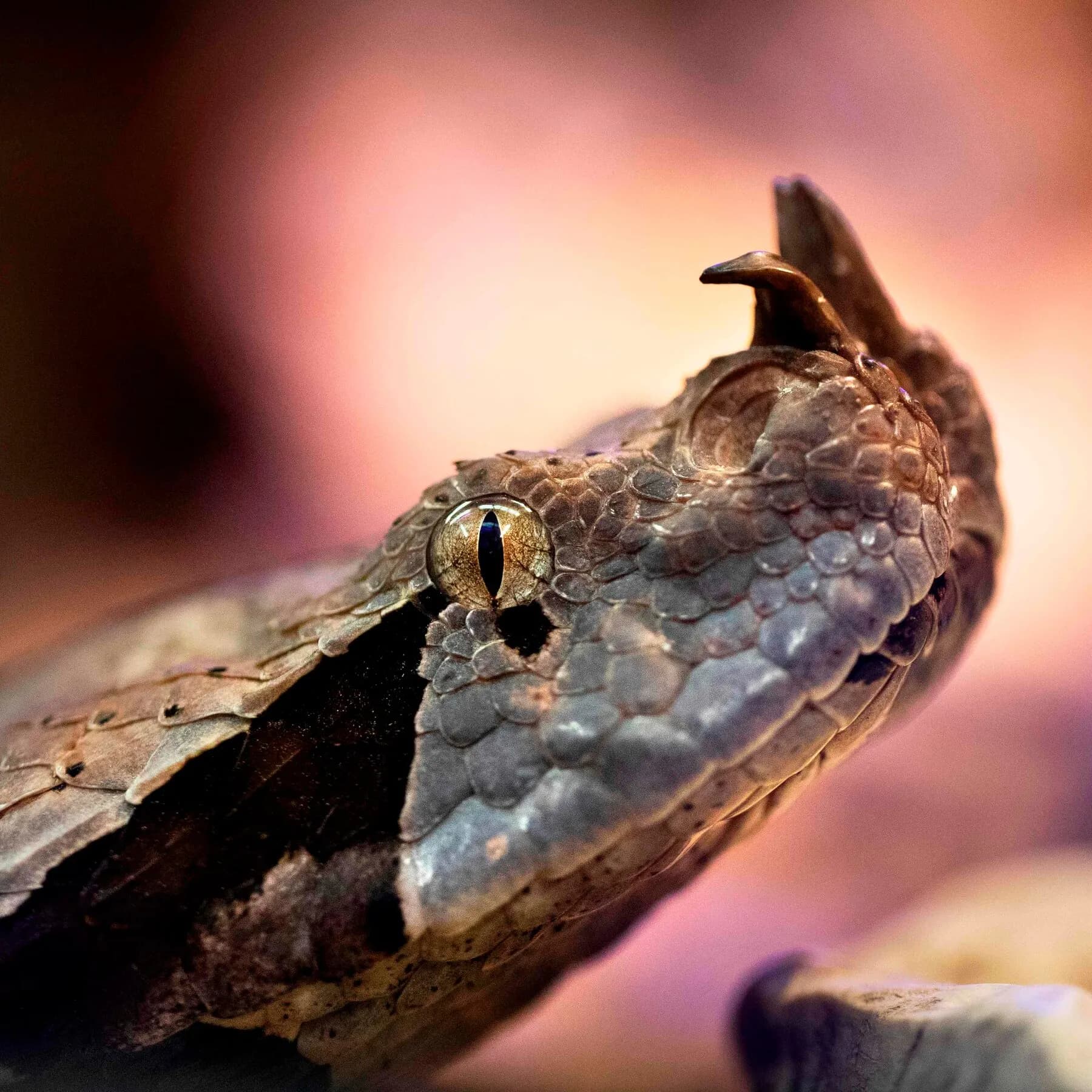 Viper Image That Caused Alarm in California Was A.I.-Generated