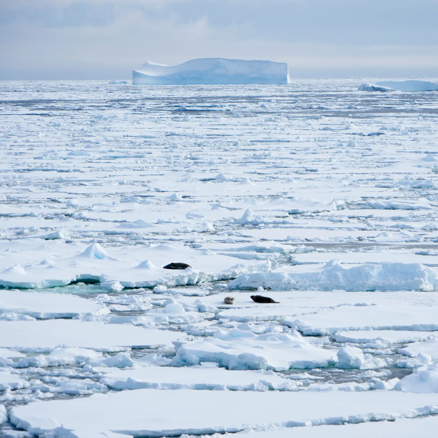 The MacArthur ‘Genius’ Studying Sea Ice Secrets
