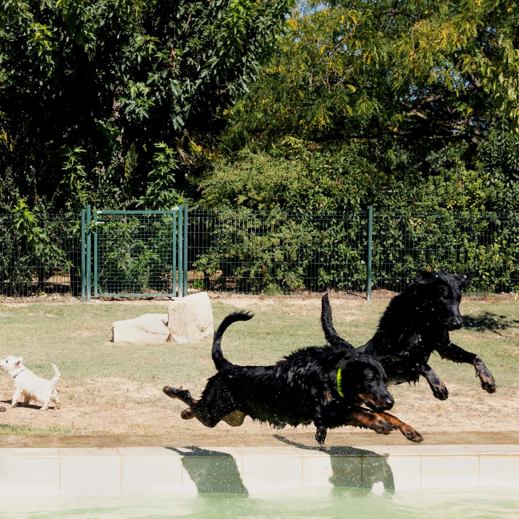 These Taste Testers Have Four Legs and Picky Palates