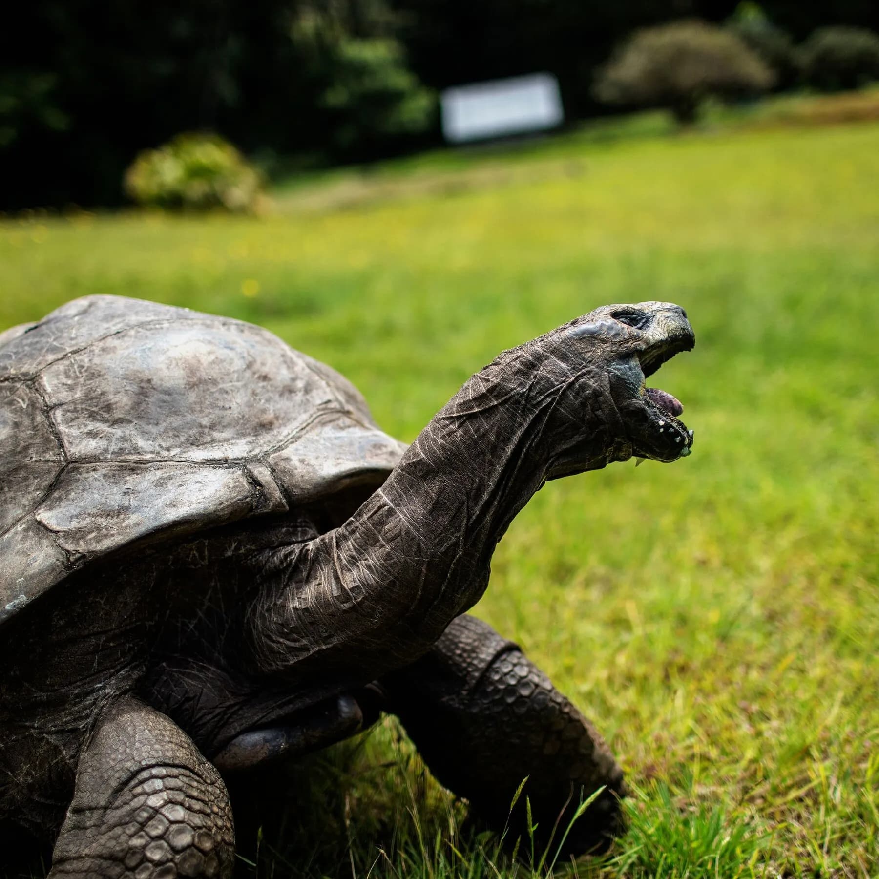 Jonathan the Giant Tortoise Is 194 Years Old. He Just Had His Genome Sequenced.