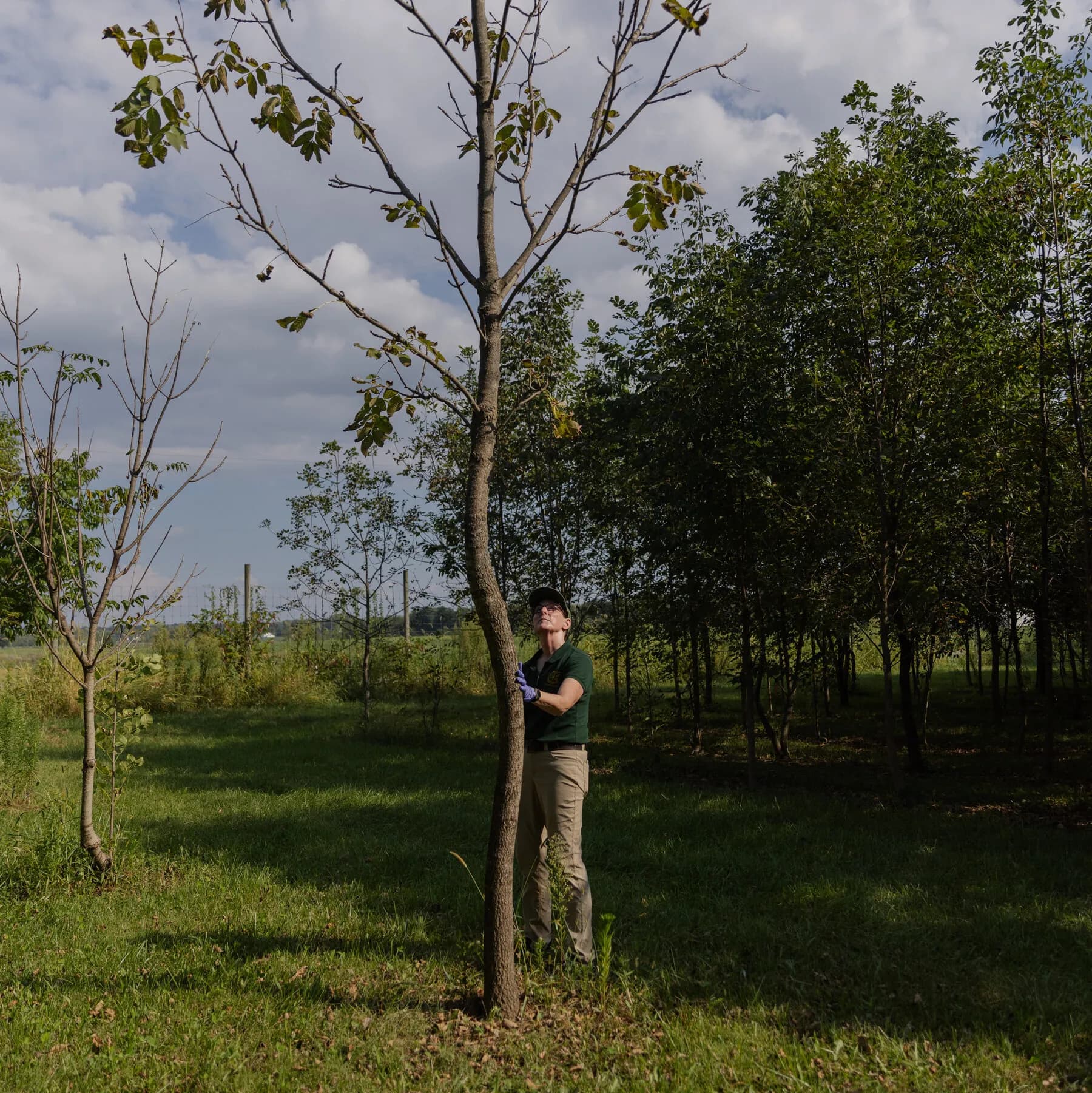 The Overlapping Plagues Quietly Devastating American Forests