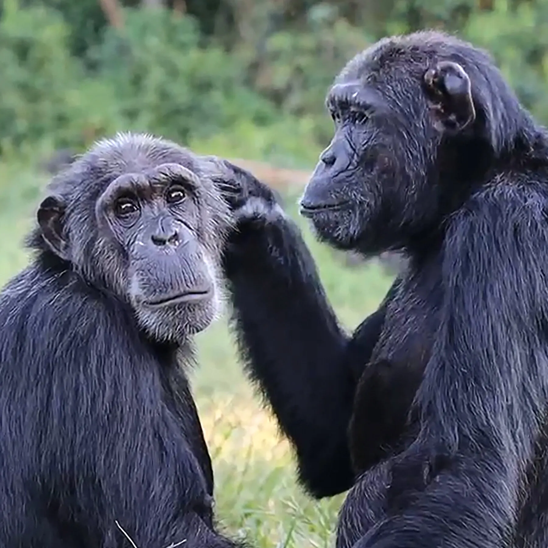 Chimps Steal Less Often From Their Friends, Even When Offered Pineapple