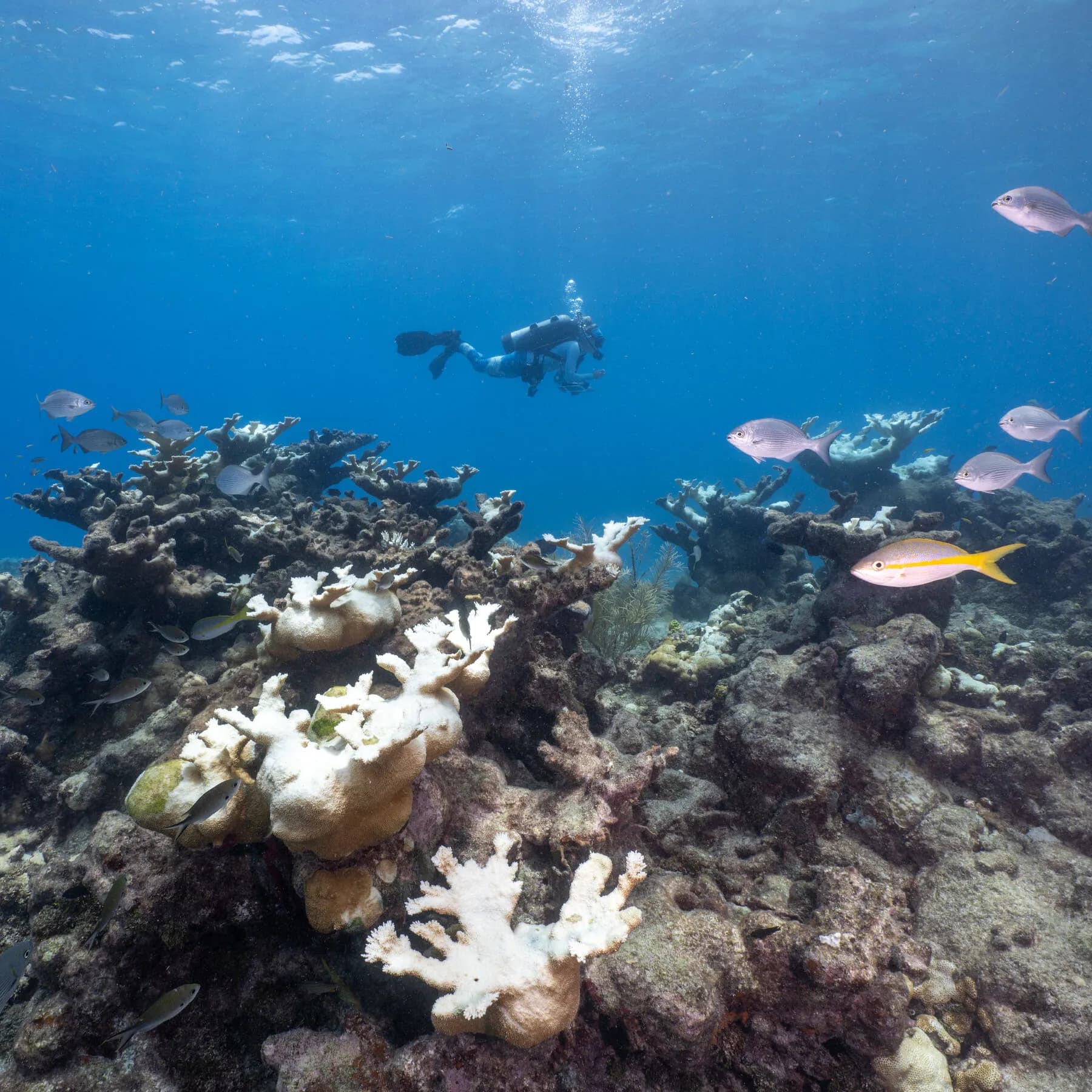 I.U.C.N. Red List Classifies Most Shallow Coral Reefs as Critically Endangered