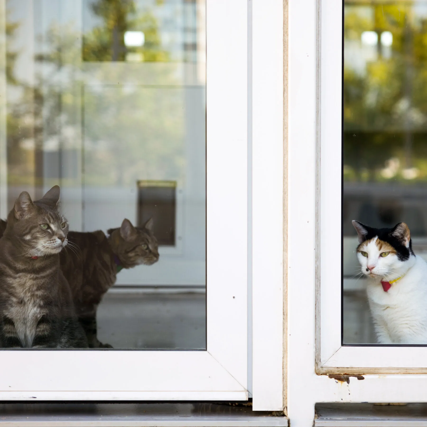 ‘Cats Love Gravy’: How a Reporter Ended Up at a Pet Food Research Center
