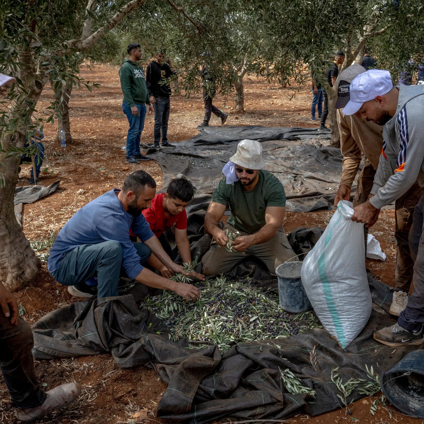 Israeli Settlers Turn a Palestinian Rite Into a Gantlet of Violence and Fear